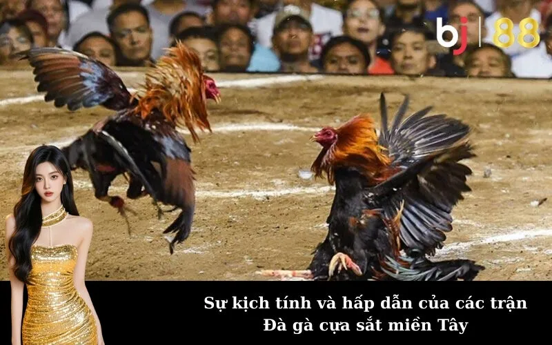 Sự kịch tính và hấp dẫn của các trận Đà gà cựa sắt miền Tây