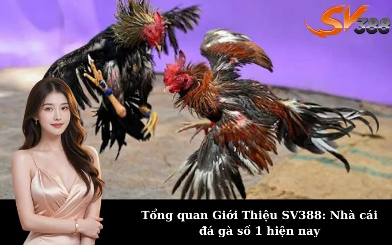 Tổng quan Giới Thiệu SV388: Nhà cái đá gà số 1 hiện nay